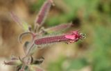 Saponaria glutinosa