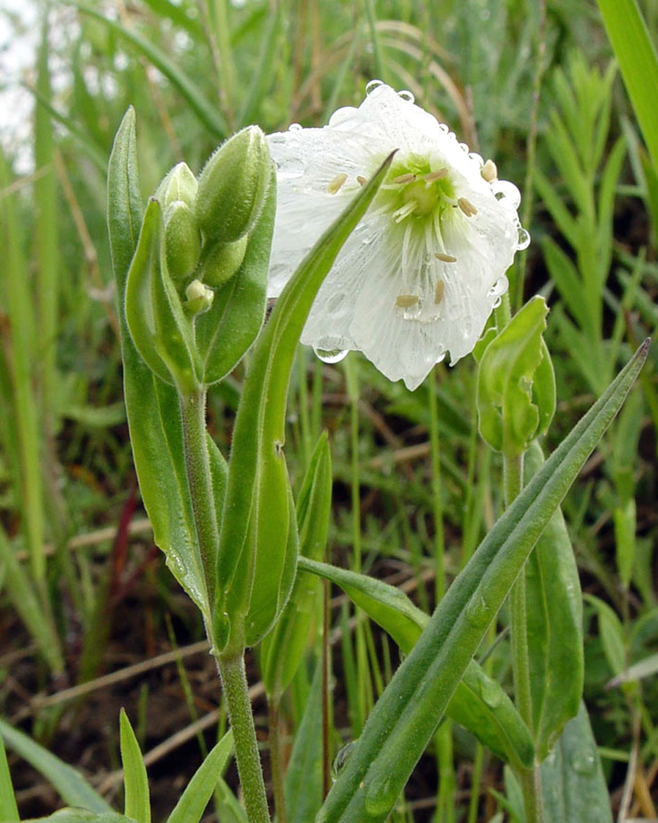 Image of Cerastium maximum specimen.