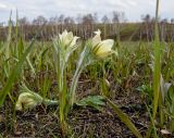 Pulsatilla orientali-sibirica. Цветущее растение (P. patens s.l.). Красноярский край, окр. г. Красноярск. 3 декада мая 2010 г.