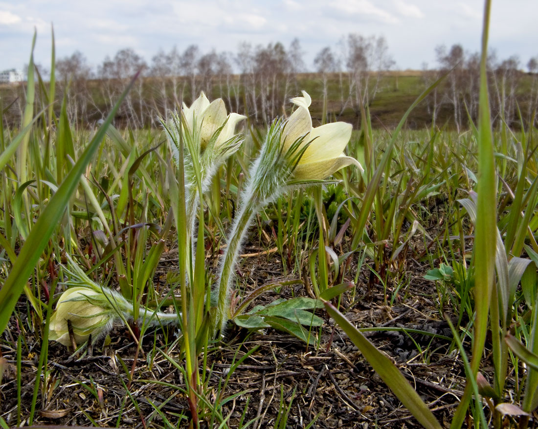 Изображение особи Pulsatilla orientali-sibirica.