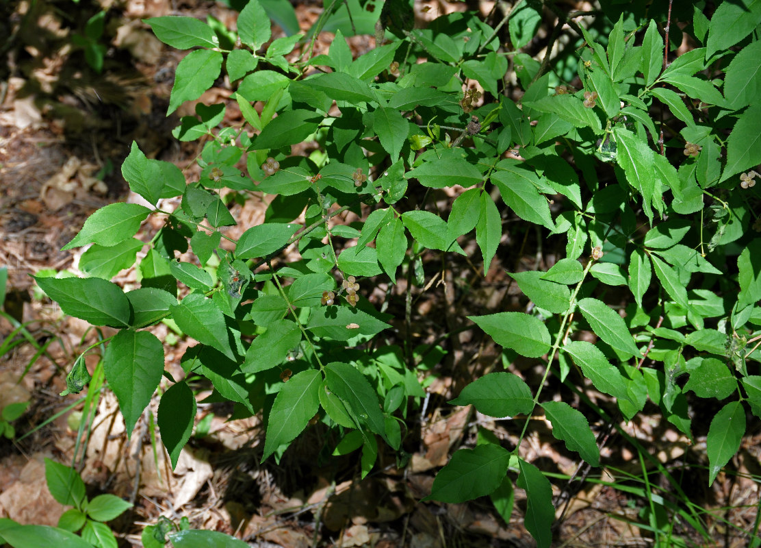 Изображение особи Euonymus verrucosus.