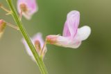 Vicia biennis. Цветок. Ростовская обл., Неклиновский р-н, пос. Мержаново, песчано-каменистый берег. 03.06.2018.