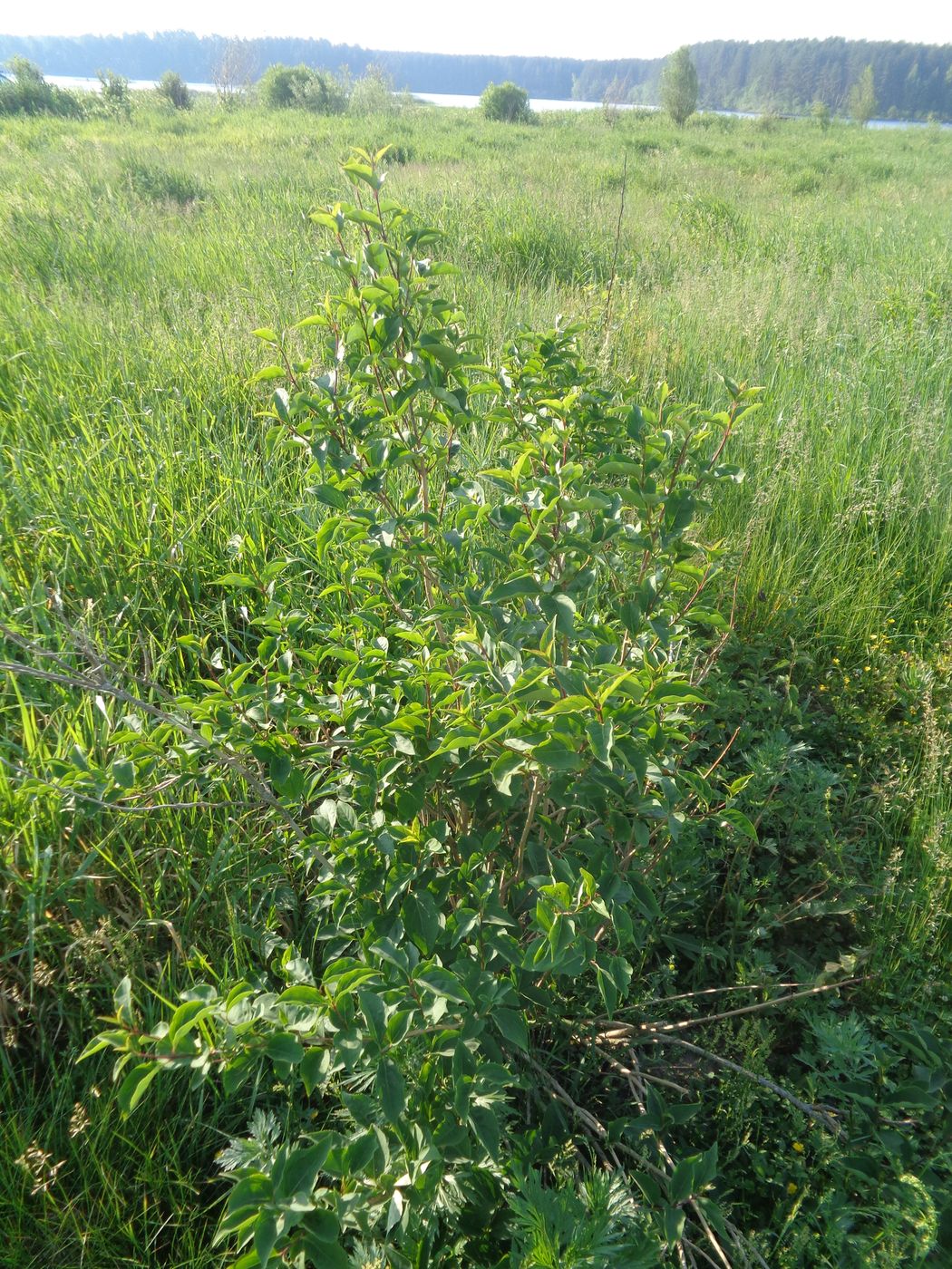 Image of Forsythia ovata specimen.