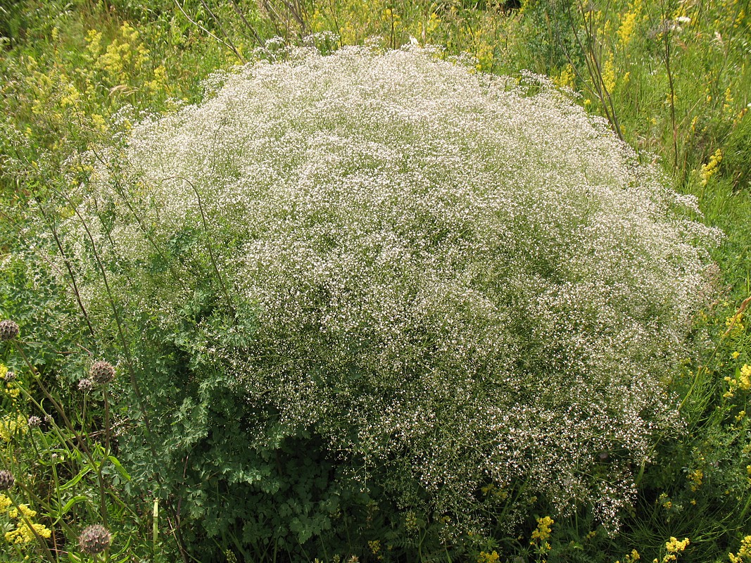 Изображение особи Gypsophila paniculata.