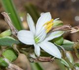 Chlorophytum comosum. Цветок. Узбекистан, г. Ташкент, пос. Улугбек. 10.07.2018.