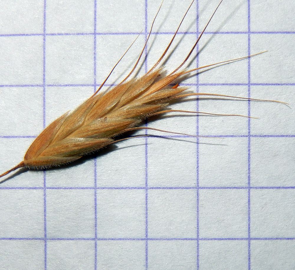 Image of Bromus anatolicus specimen.