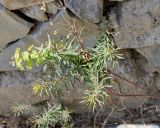 Euphorbia boissieriana