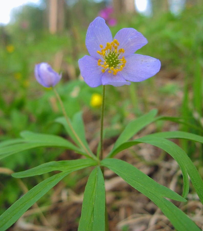 Изображение особи Anemone caerulea.