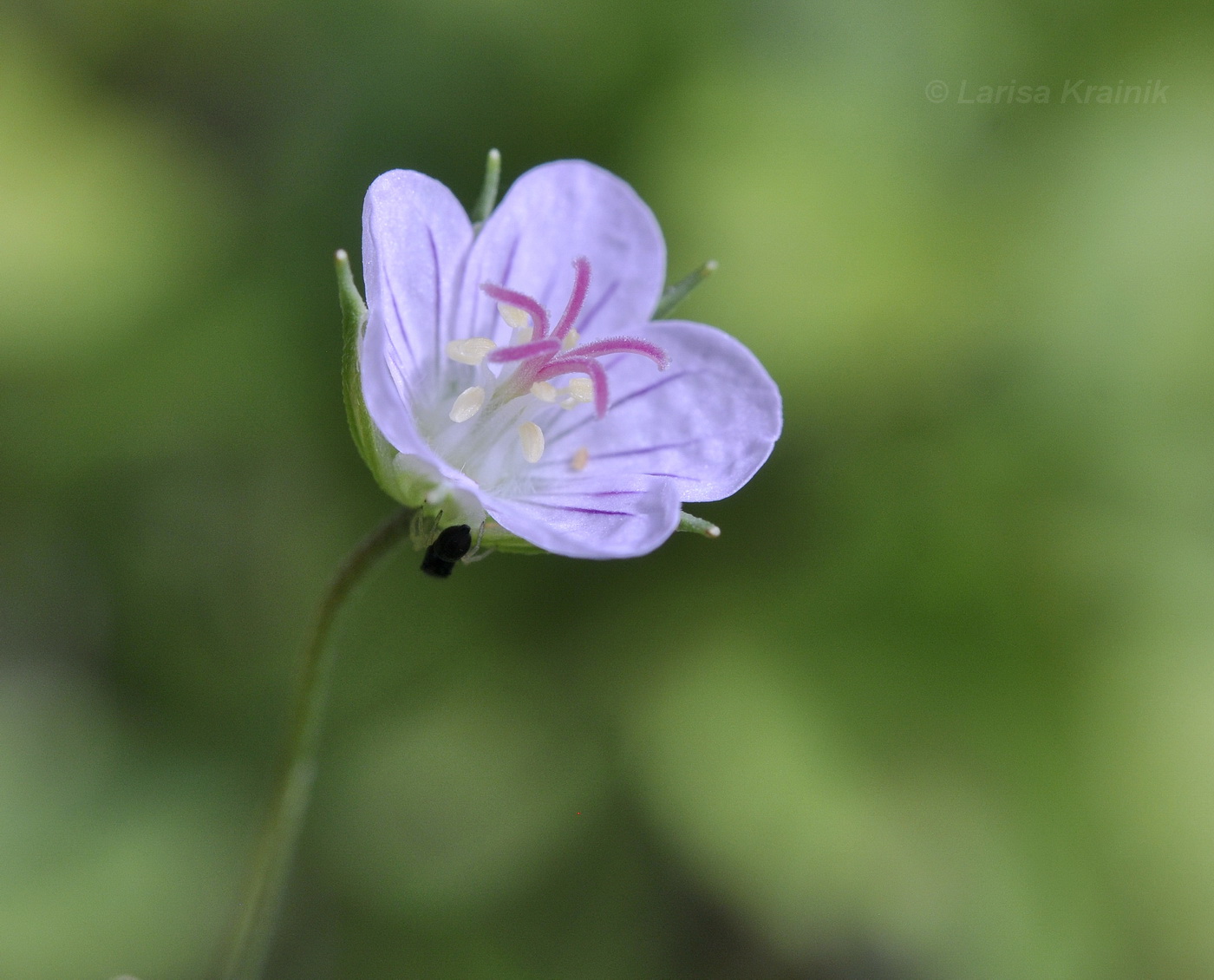 Изображение особи Geranium dahuricum.