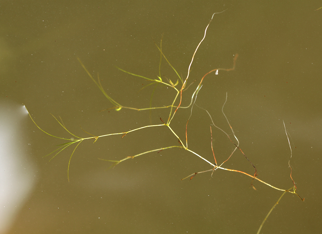 Изображение особи Zannichellia repens.