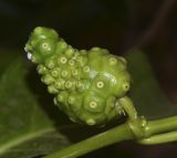 Morinda citrifolia