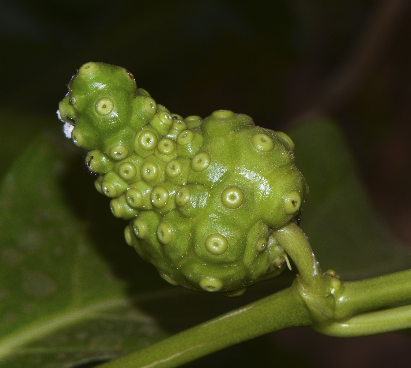 Изображение особи Morinda citrifolia.