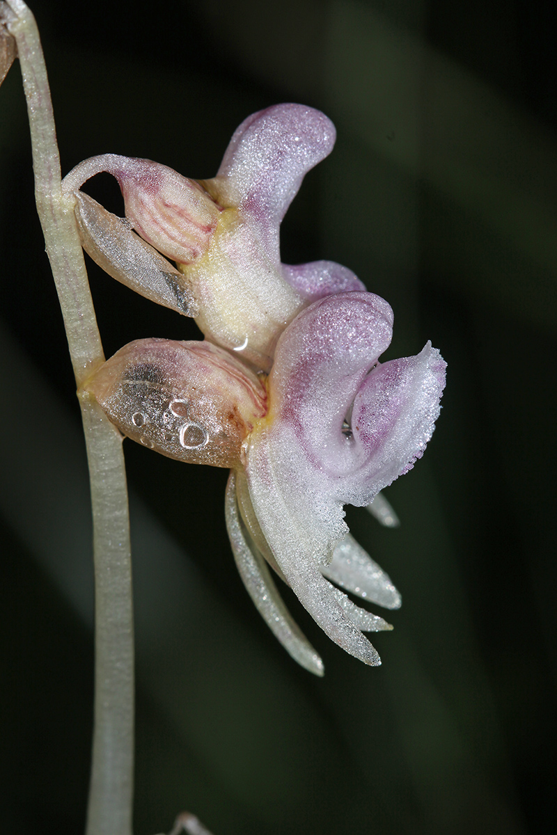 Image of Epipogium aphyllum specimen.