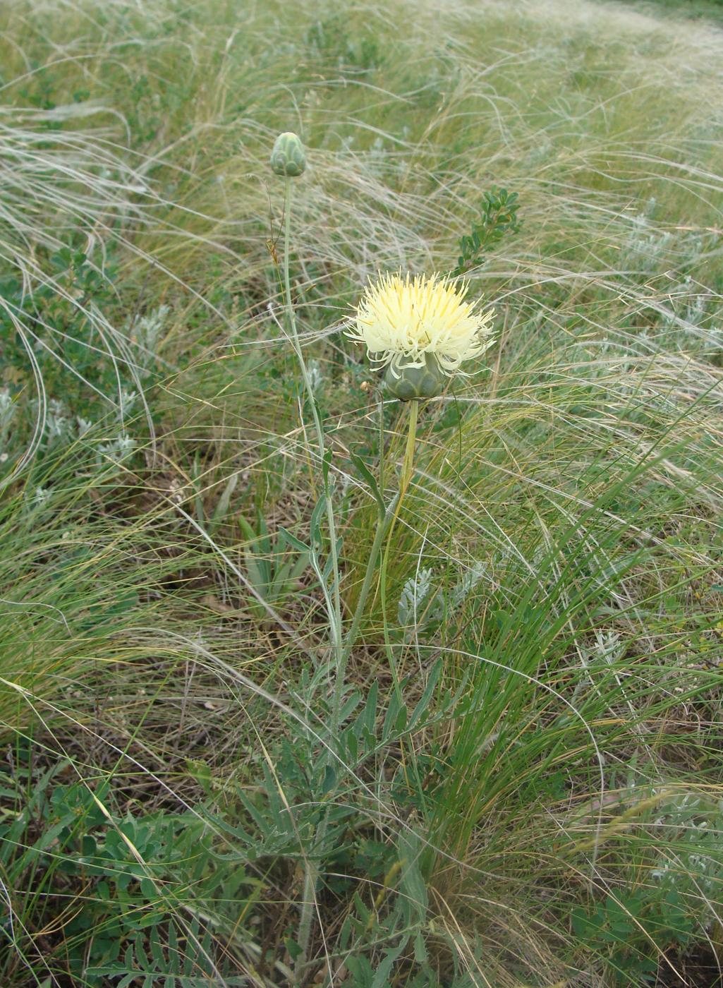 Изображение особи Rhaponticoides taliewii.