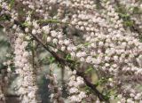 genus Tamarix. Часть цветущей ветви. Дагестан, окр. с. Талги, степной склон. 15.05.2018.