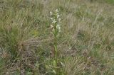 Platanthera chlorantha. Цветущее растение. Грузия, Казбегский муниципалитет, верхняя часть долины Чаухицхали, ≈ 2800 м н.у.м, луг. 01.08.2018.