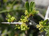 Rhamnus подвид oleoides