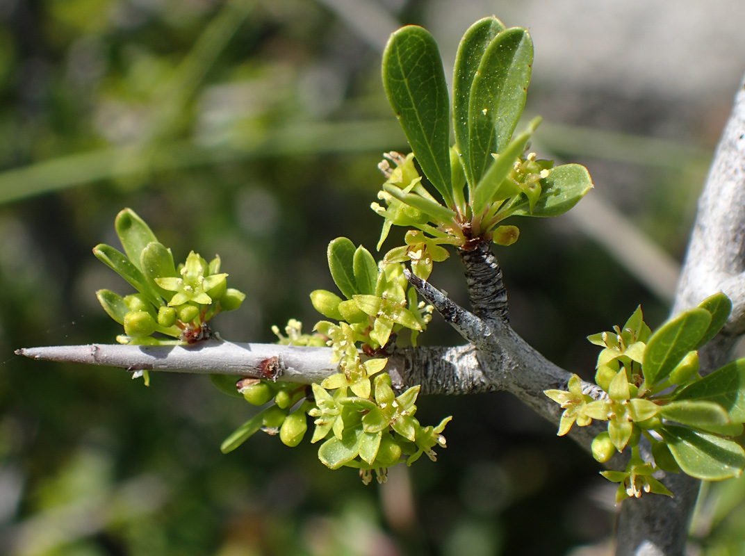 Изображение особи Rhamnus lycioides ssp. oleoides.