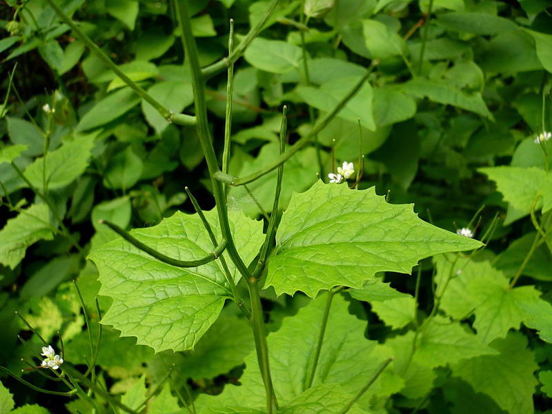 Image of Alliaria petiolata specimen.