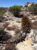 Aloe perfoliata