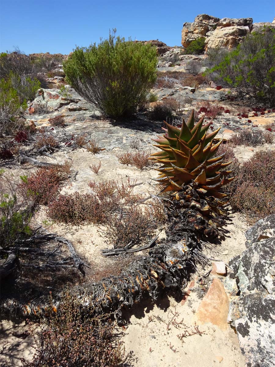 Image of Aloe perfoliata specimen.