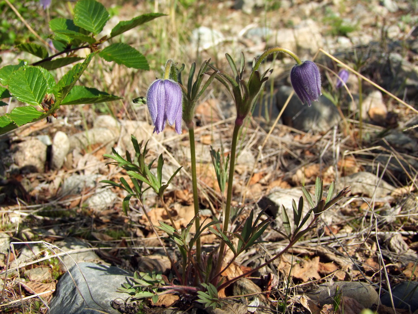 Image of Pulsatilla dahurica specimen.