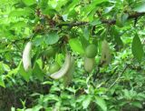 Prunus cerasifera ssp. caspica
