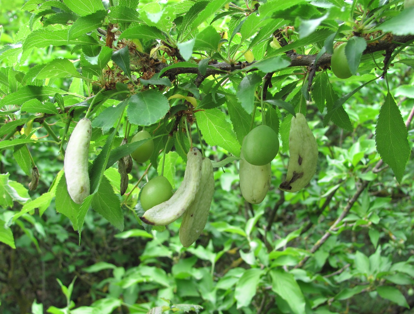 Image of Prunus cerasifera ssp. caspica specimen.