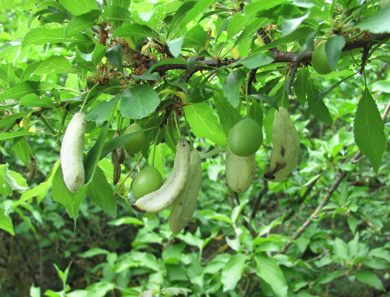 Изображение особи Prunus cerasifera ssp. caspica.