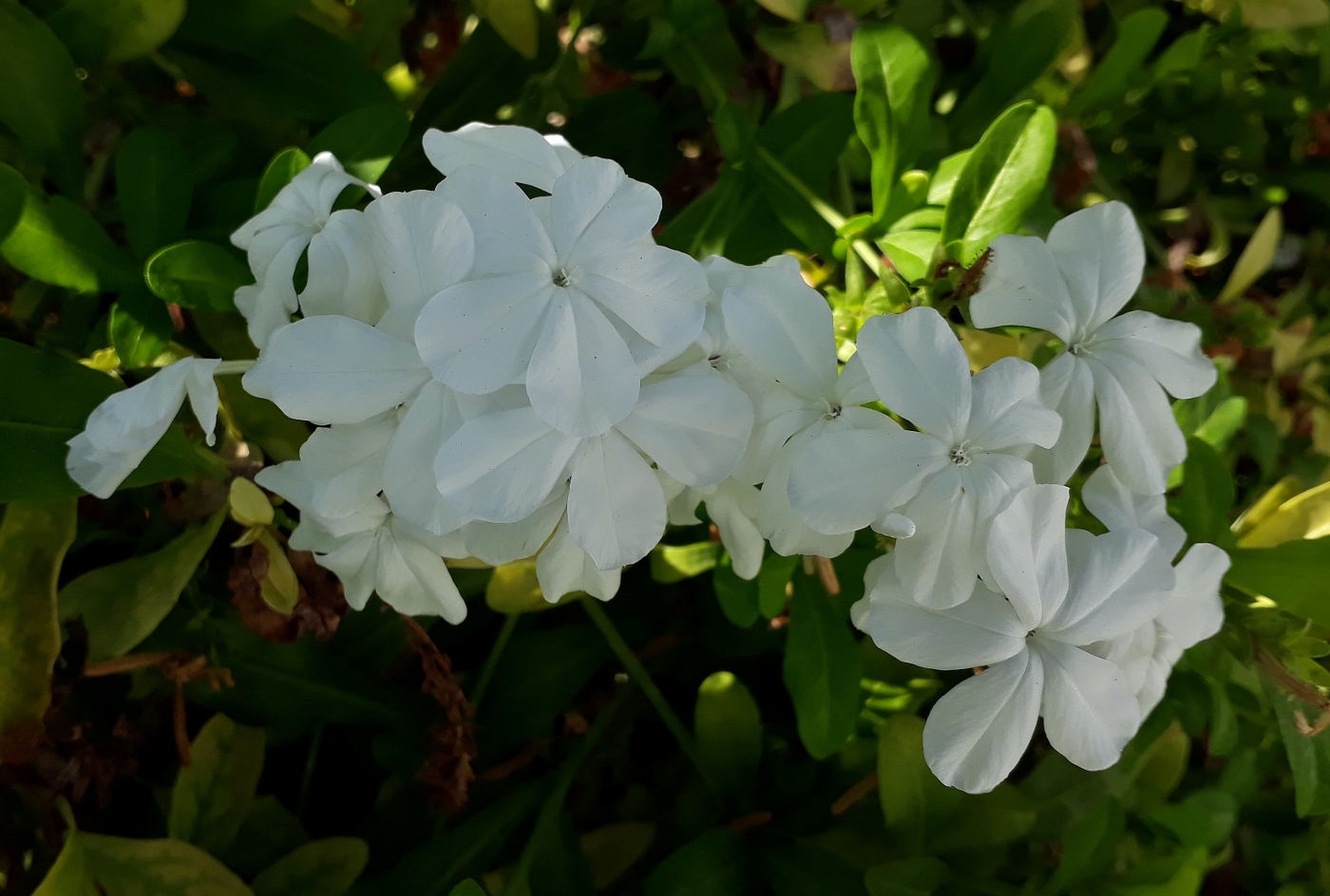 Image of Plumbago auriculata specimen.