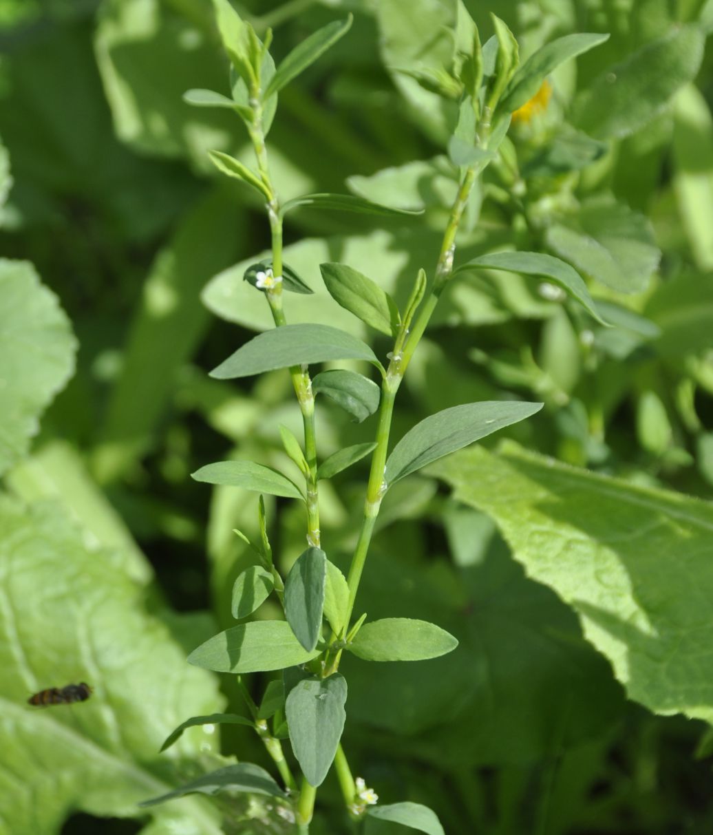 Image of genus Polygonum specimen.