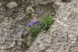 Campanula lehmanniana