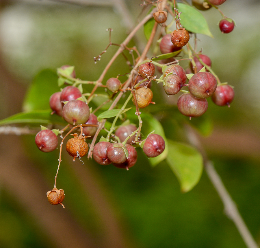 Изображение особи Lawsonia inermis.