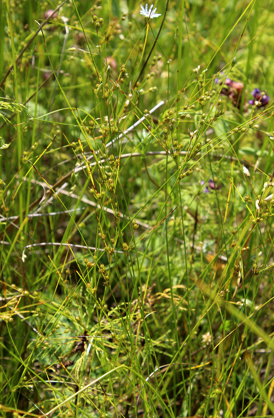 Изображение особи Juncus tenuis.