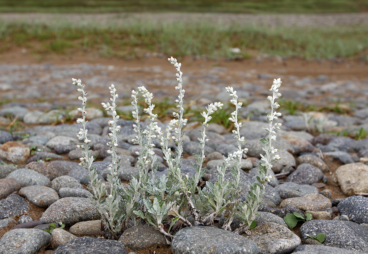 Изображение особи Artemisia stelleriana.