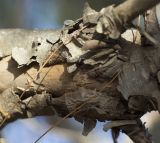 Pinus halepensis. Часть ветви с повреждённой корой. Греция, Эгейское море, о. Парос, холм Кефалос, окр. монастыря Св. Антония; каменистая пешеходная дорожка к монастырю. 31.10.2018.
