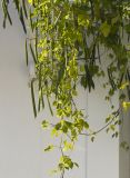 genus Vigna