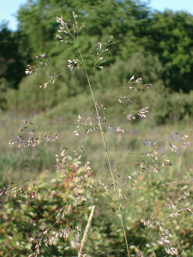 Image of Deschampsia cespitosa specimen.