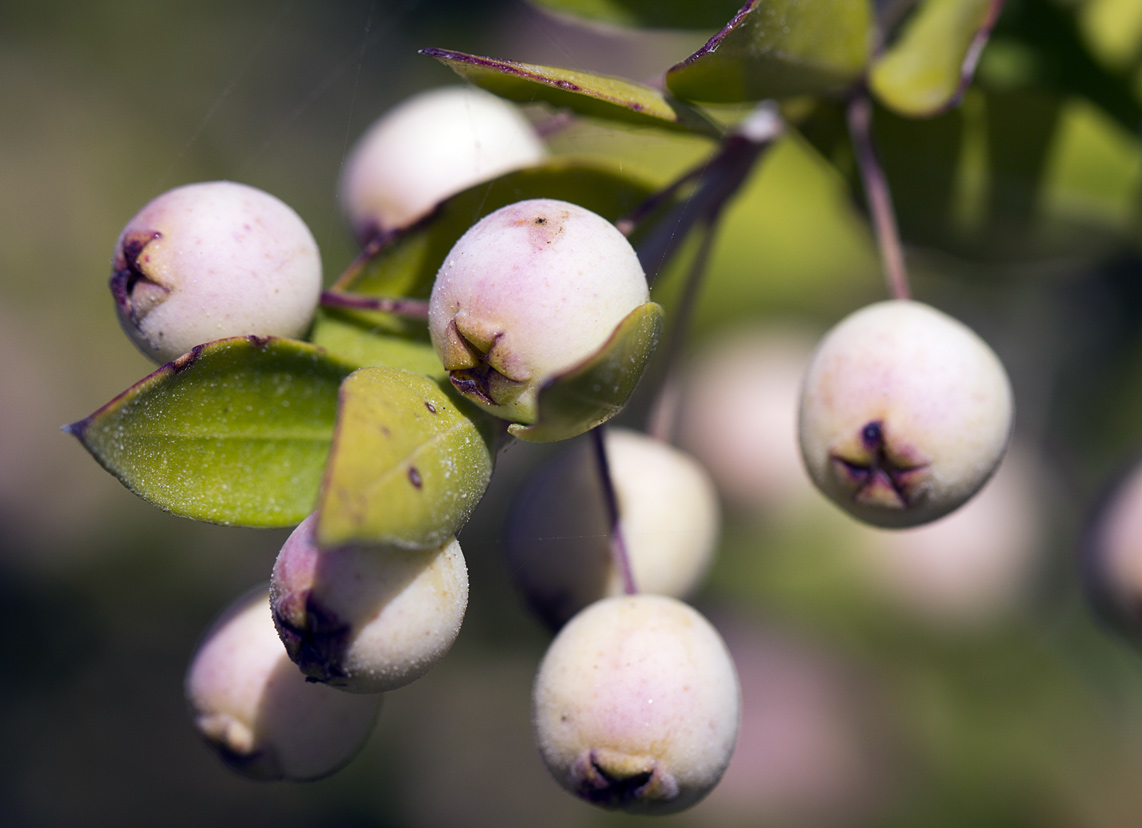 Изображение особи Myrtus communis var. leucocarpa.