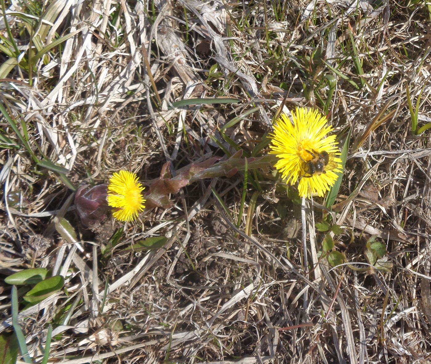 Image of Tussilago farfara specimen.