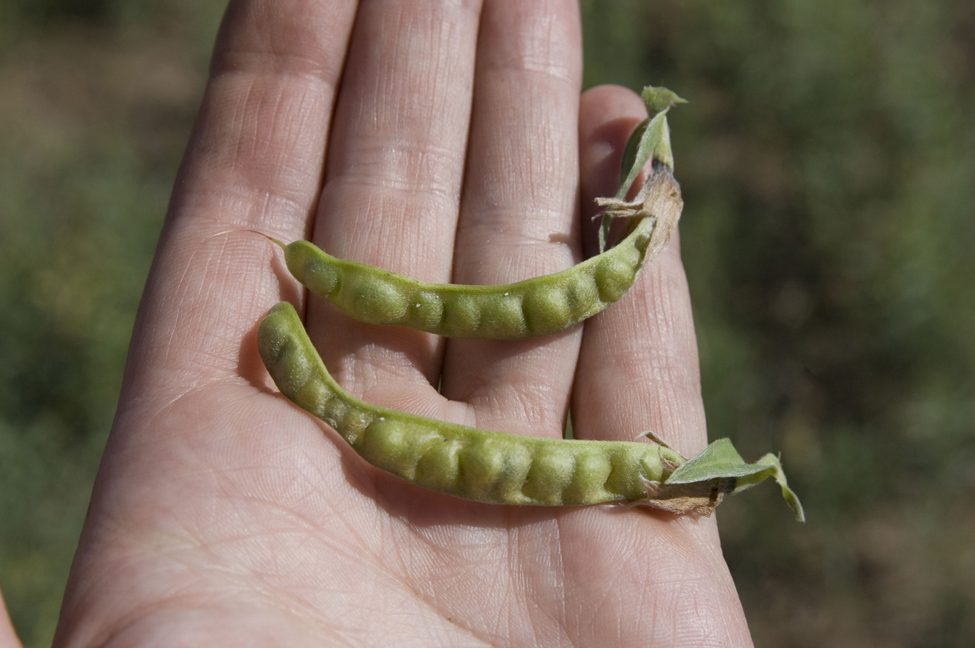 Image of Thermopsis lanceolata specimen.