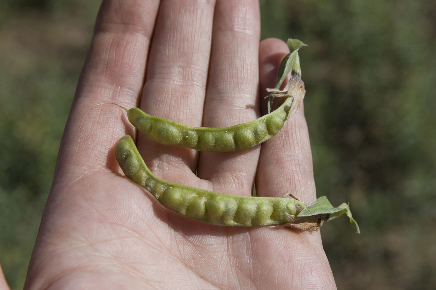 Image of Thermopsis lanceolata specimen.