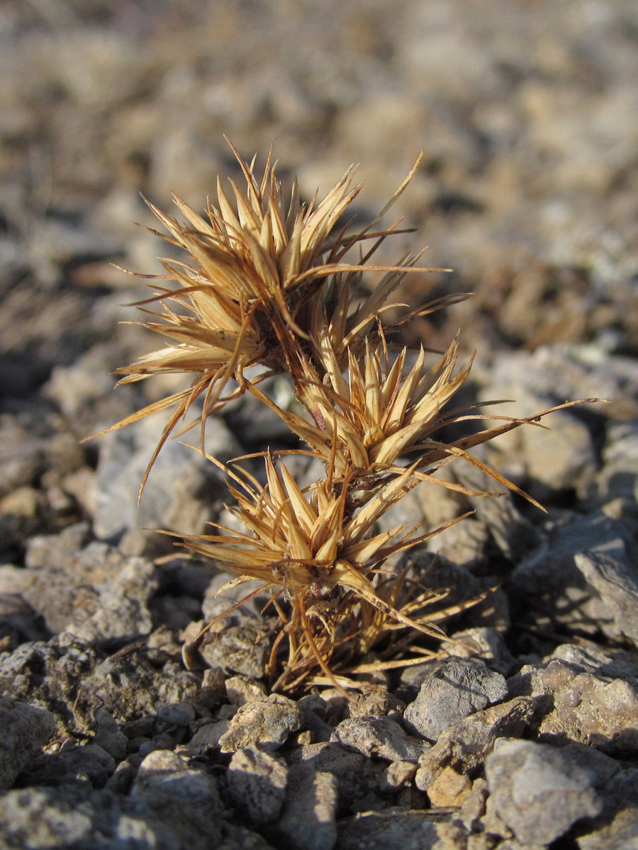 Image of Minuartia wiesneri specimen.