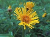 Inula salicina. Распустившееся и нераспустившиеся соцветия. Ульяновск, Заволжский р-н, поляна в роще вблизи биатлонного стадиона. 25.06.2019.