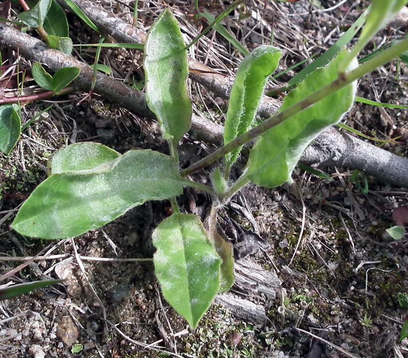 Image of genus Hieracium specimen.