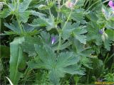 Geranium alpestre. Часть побега. Украина, Ивано-Франковская обл., Украинские Карпаты, хребет Черногора, западный склон горы Брескул, 1900 м н.у.м., субальпийский луг. 26.06.2019.