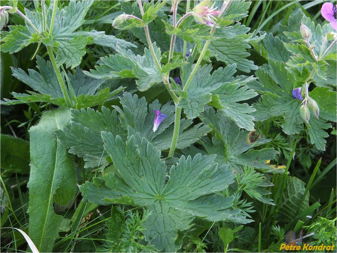 Image of Geranium alpestre specimen.