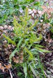 Rumex maritimus