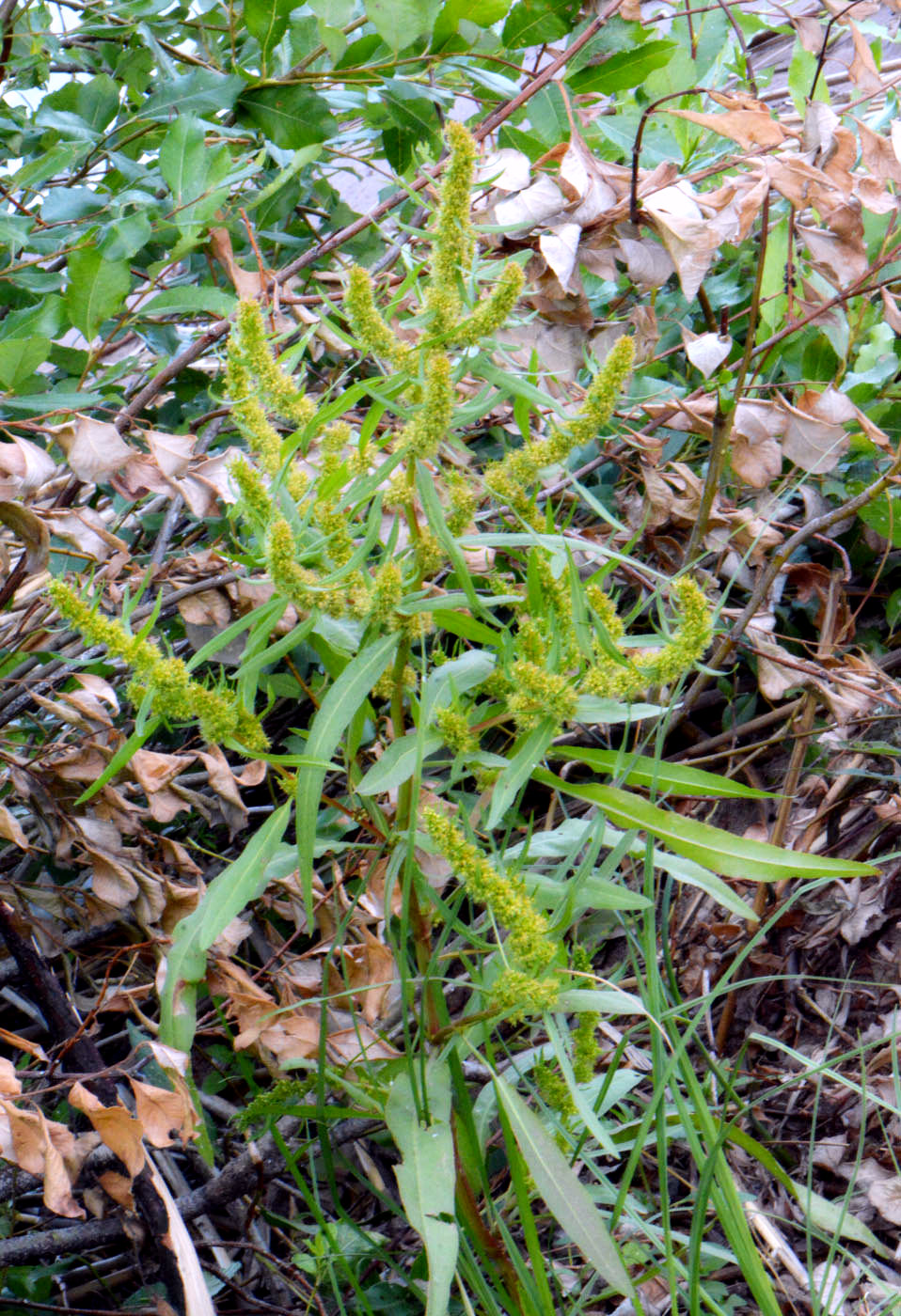 Изображение особи Rumex maritimus.