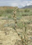 Bassia prostrata